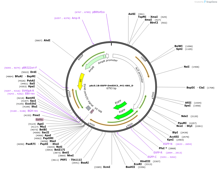 146127-plasmid-map-sequence-id-288572