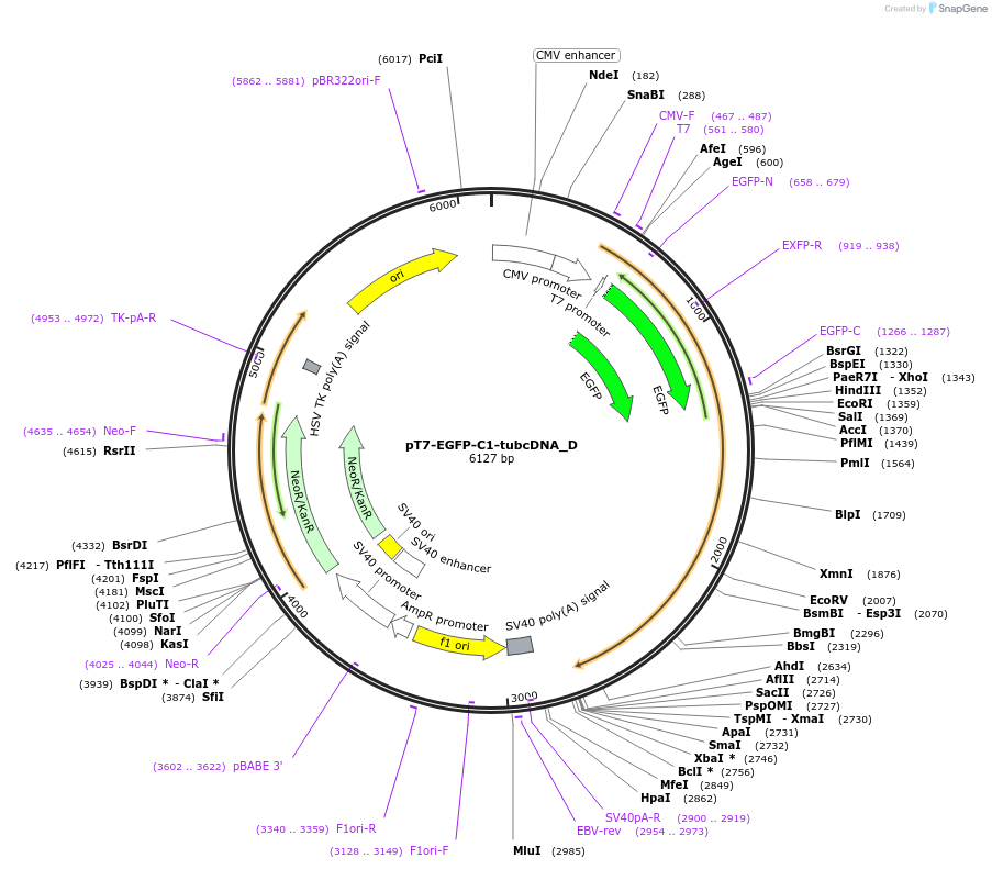 146140-plasmid-map-sequence-id-288585