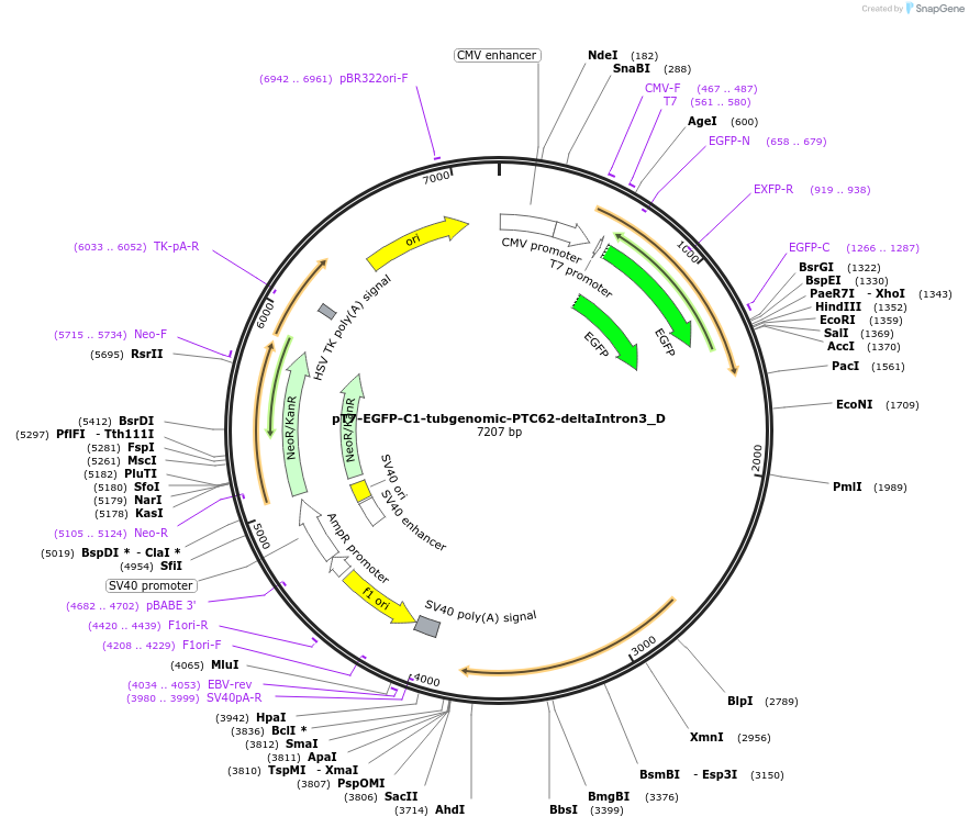 146146-plasmid-map-sequence-id-288591