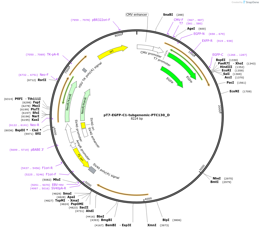 146148-plasmid-map-sequence-id-288593