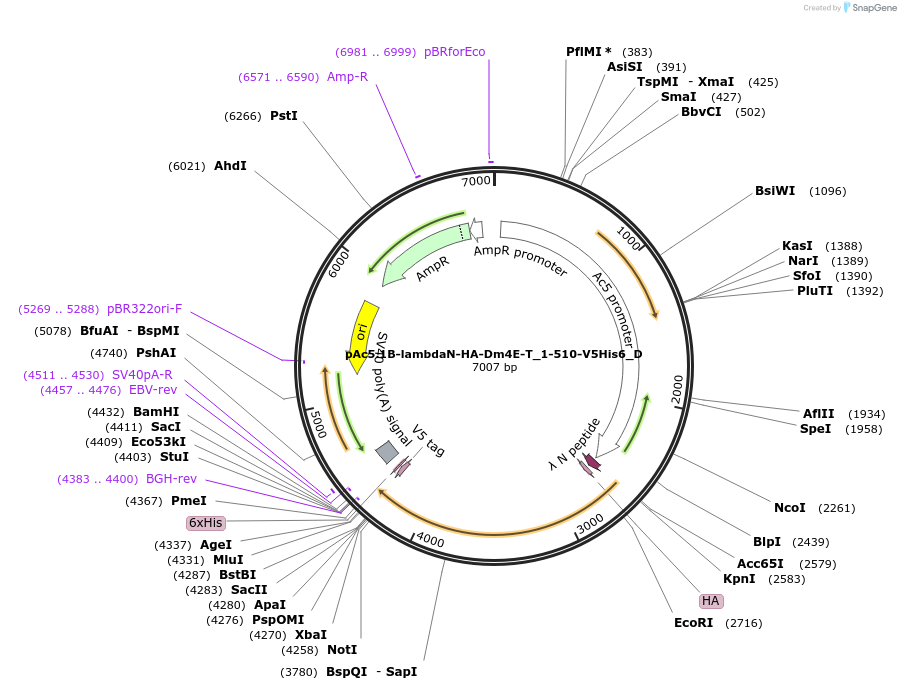 146151-plasmid-map-sequence-id-288596