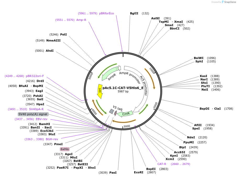 146182-plasmid-map-sequence-id-288627
