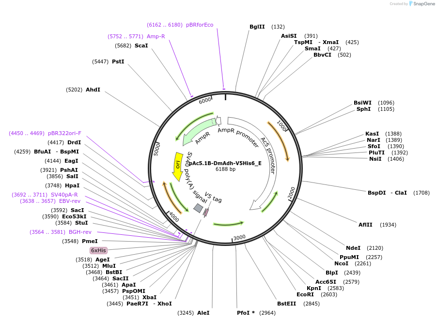 146184-plasmid-map-sequence-id-288629