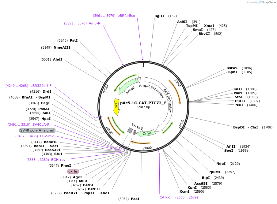 146185-plasmid-map-sequence-id-288630