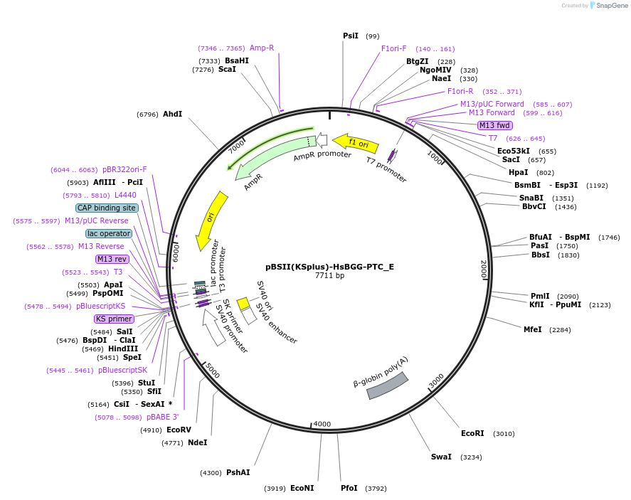 146186-plasmid-map-sequence-id-288631