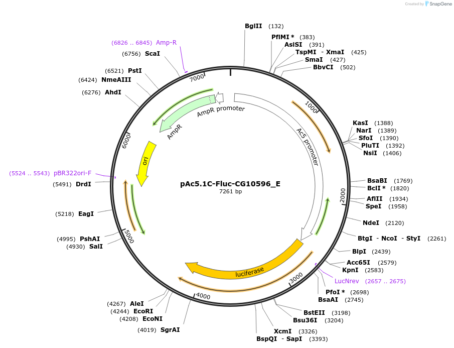 146189-plasmid-map-sequence-id-288634