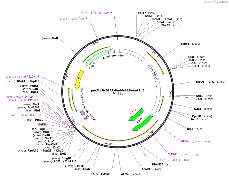 146198-plasmid-map-sequence-id-288643