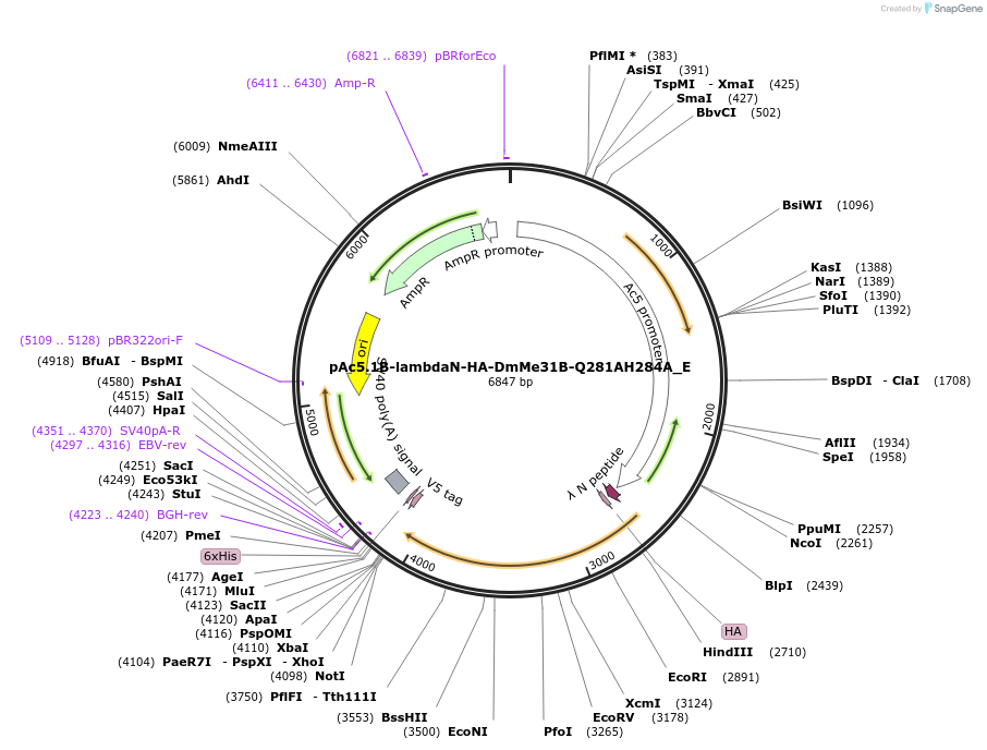 146204-plasmid-map-sequence-id-288649