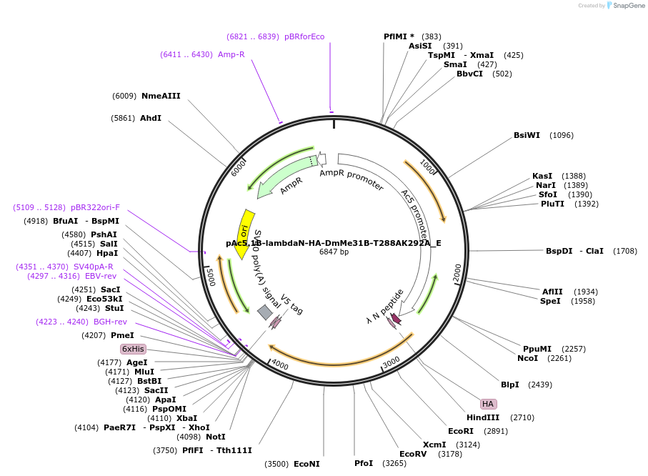 146205-plasmid-map-sequence-id-288650