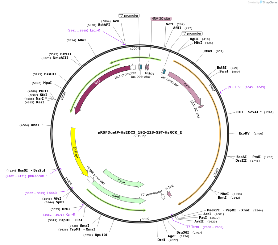 146211-plasmid-map-sequence-id-288656