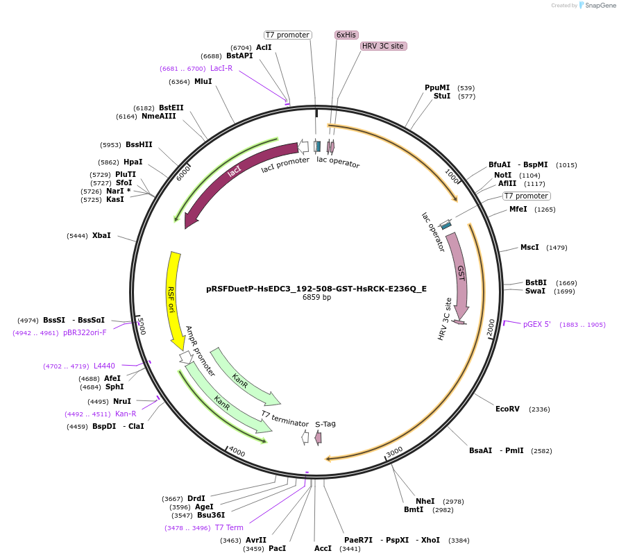 146215-plasmid-map-sequence-id-288660