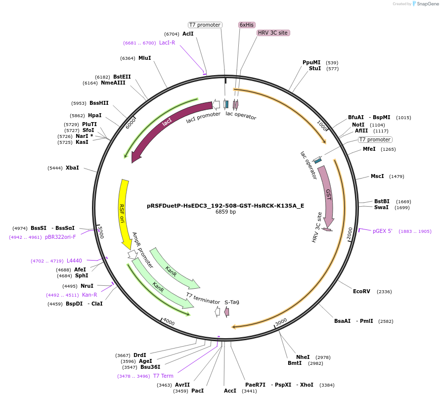 146216-plasmid-map-sequence-id-288661
