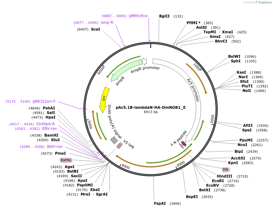 146231-plasmid-map-sequence-id-288676