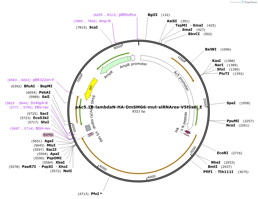 146236-plasmid-map-sequence-id-288681