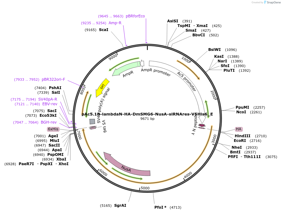 146237-plasmid-map-sequence-id-288682