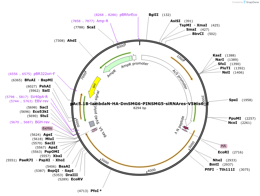 146240-plasmid-map-sequence-id-288685
