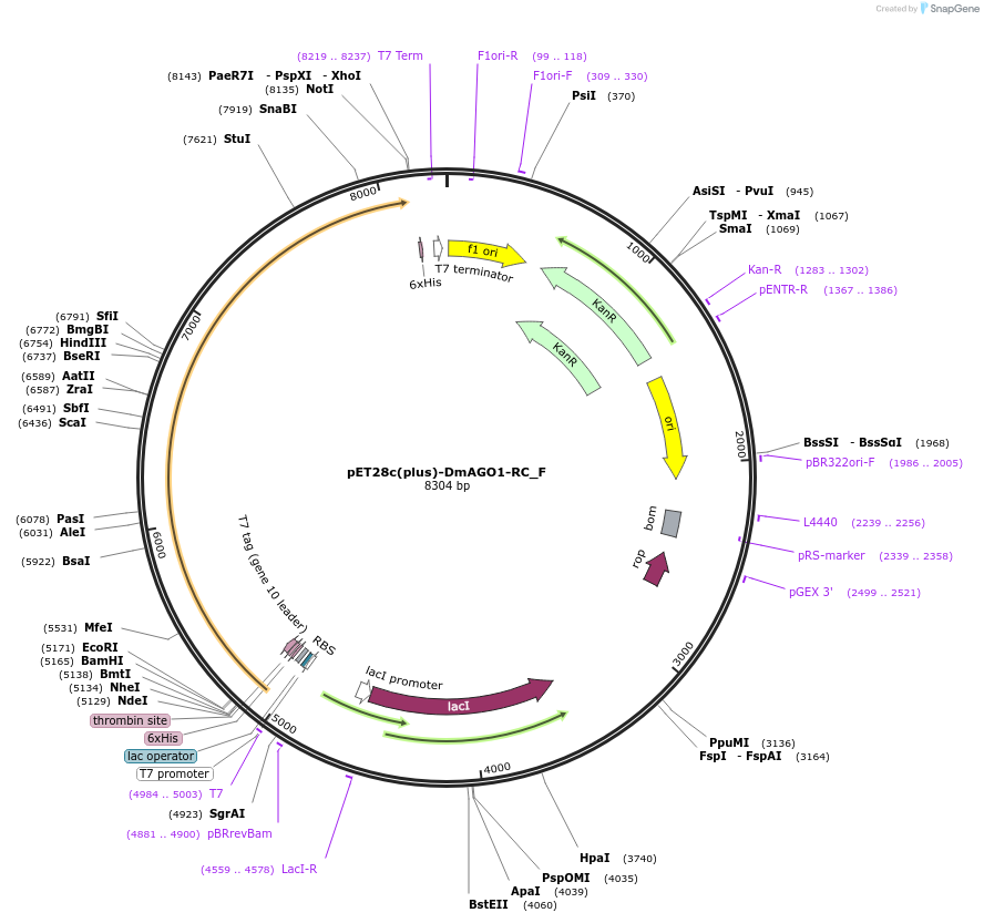 146262-plasmid-map-sequence-id-288707