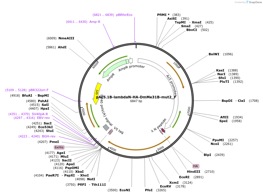 146272-plasmid-map-sequence-id-288717