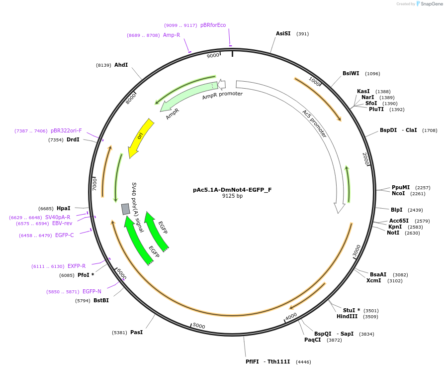146273-plasmid-map-sequence-id-288718