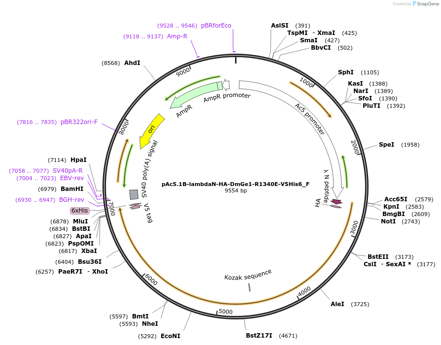 146292-plasmid-map-sequence-id-288737