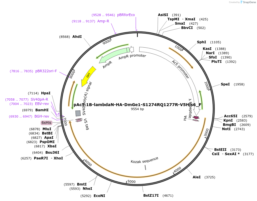 146293-plasmid-map-sequence-id-288738