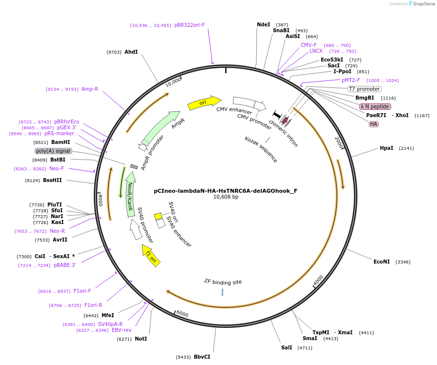 146295-plasmid-map-sequence-id-288740