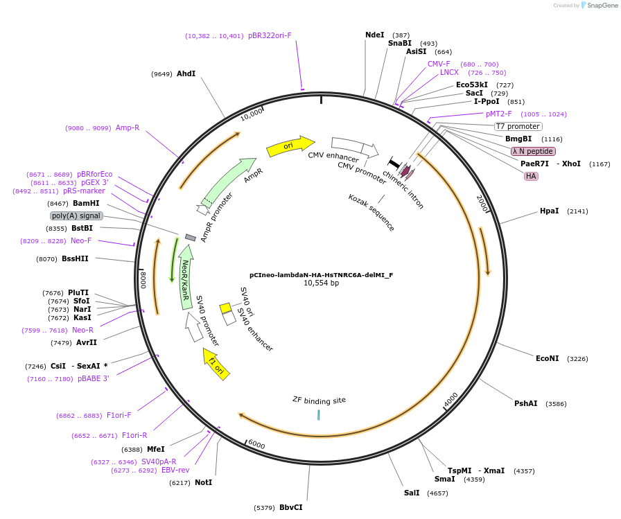 146296-plasmid-map-sequence-id-288741
