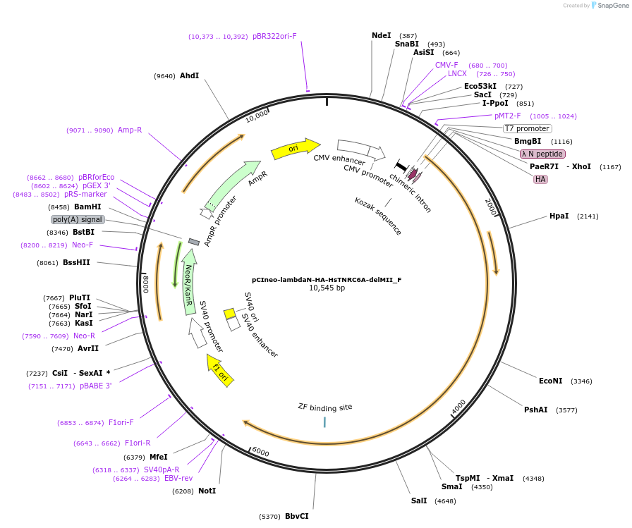 146297-plasmid-map-sequence-id-288742