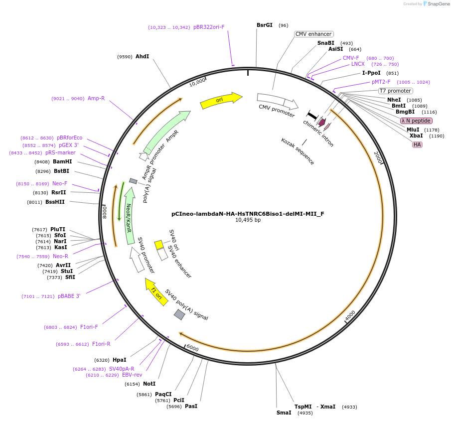 146304-plasmid-map-sequence-id-288749