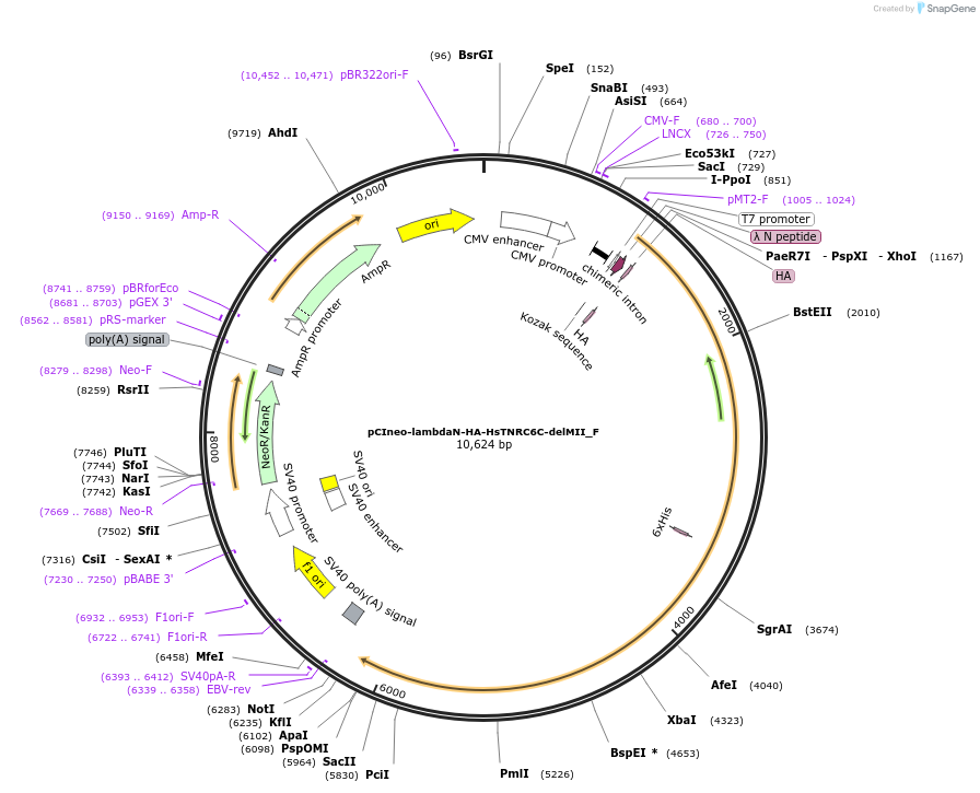 146310-plasmid-map-sequence-id-288755