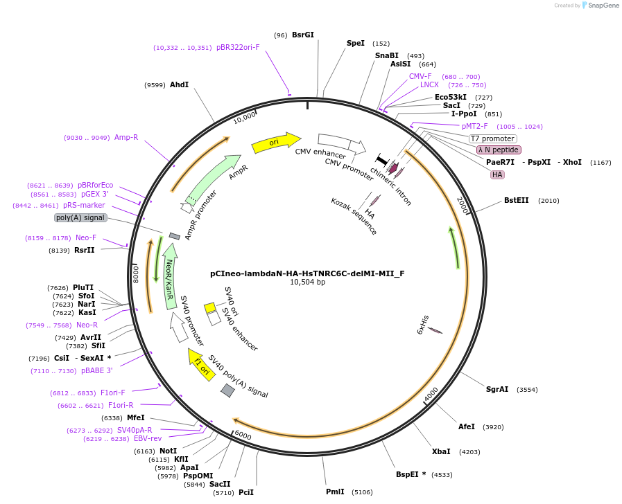 146311-plasmid-map-sequence-id-288756