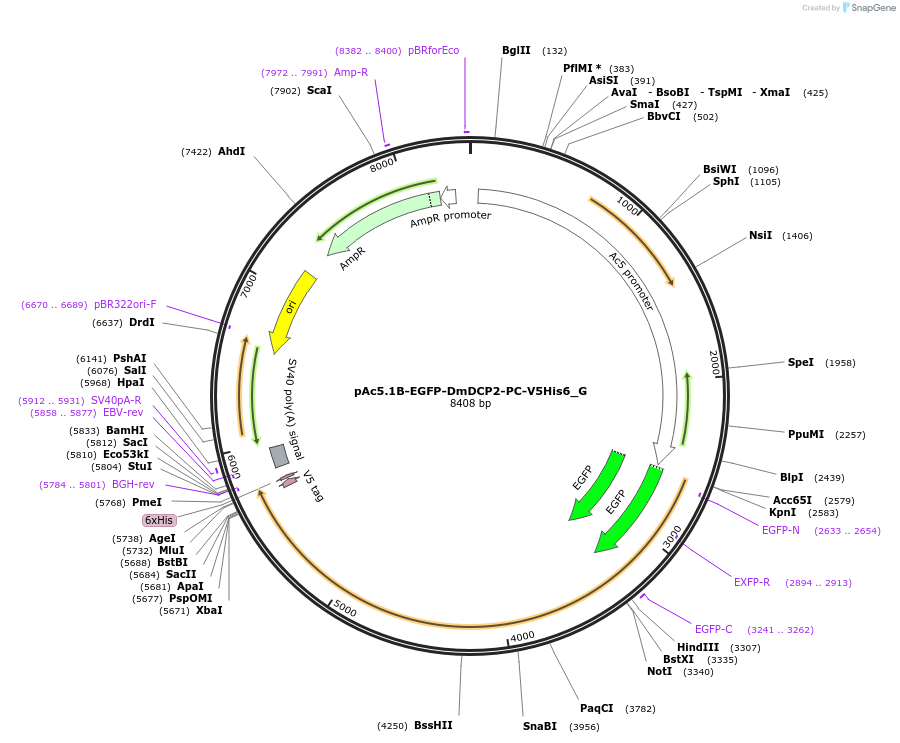 146348-plasmid-map-sequence-id-288793