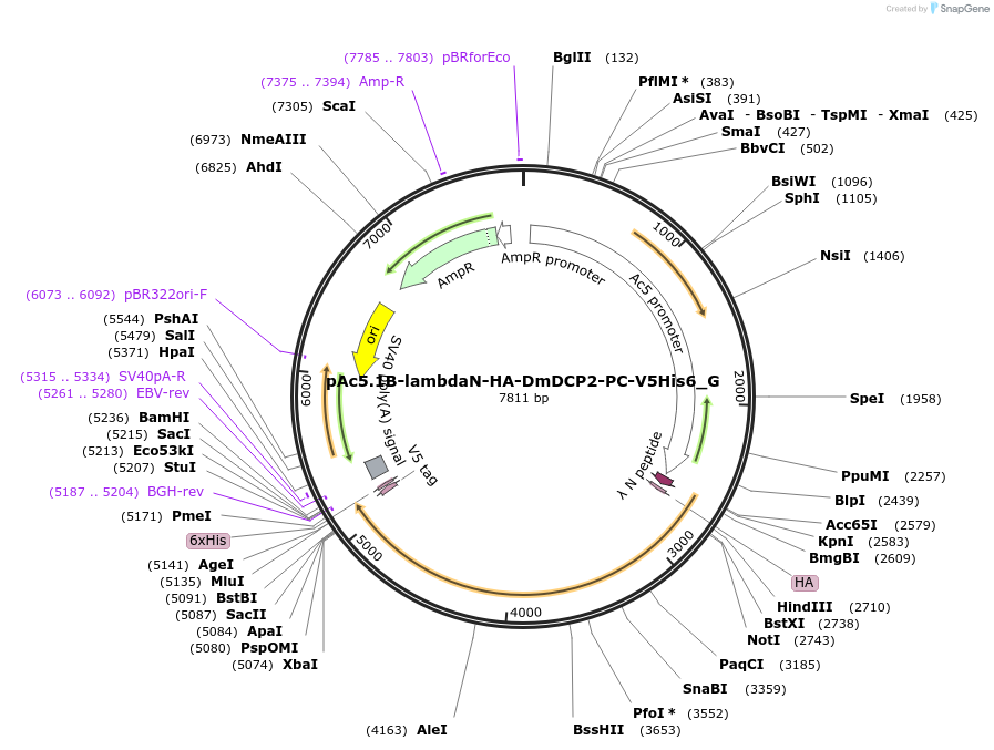 146360-plasmid-map-sequence-id-288805