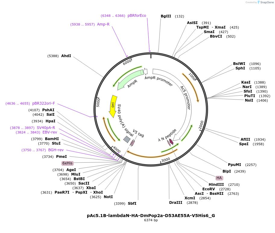 146370-plasmid-map-sequence-id-288815
