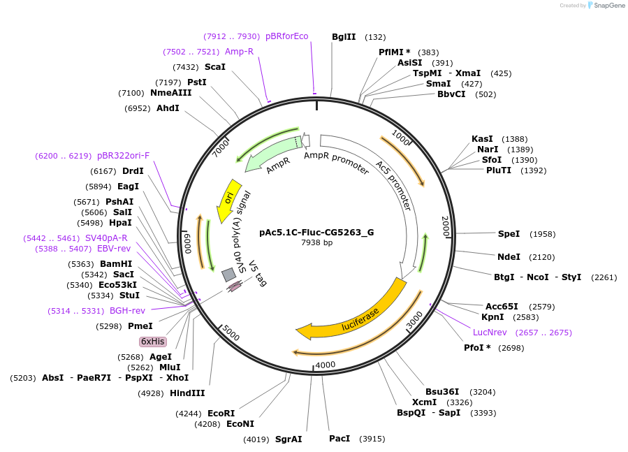 146375-plasmid-map-sequence-id-288820