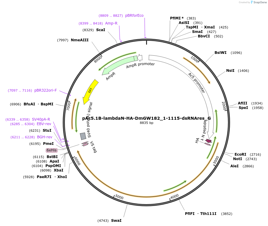 146389-plasmid-map-sequence-id-288834