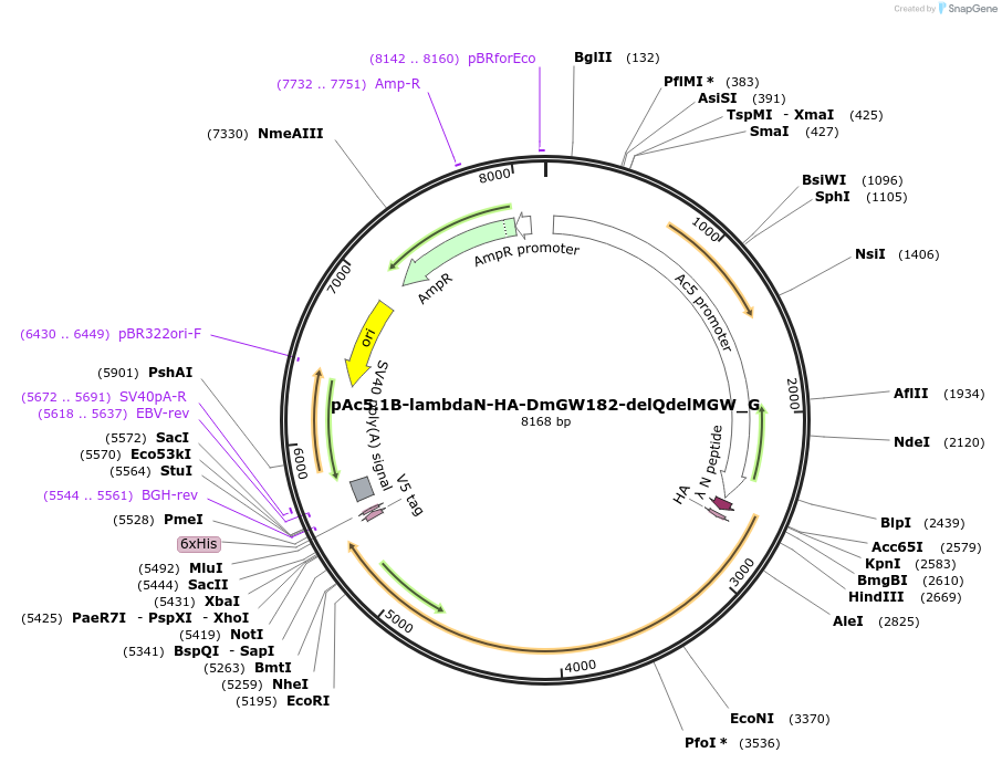 146395-plasmid-map-sequence-id-288840