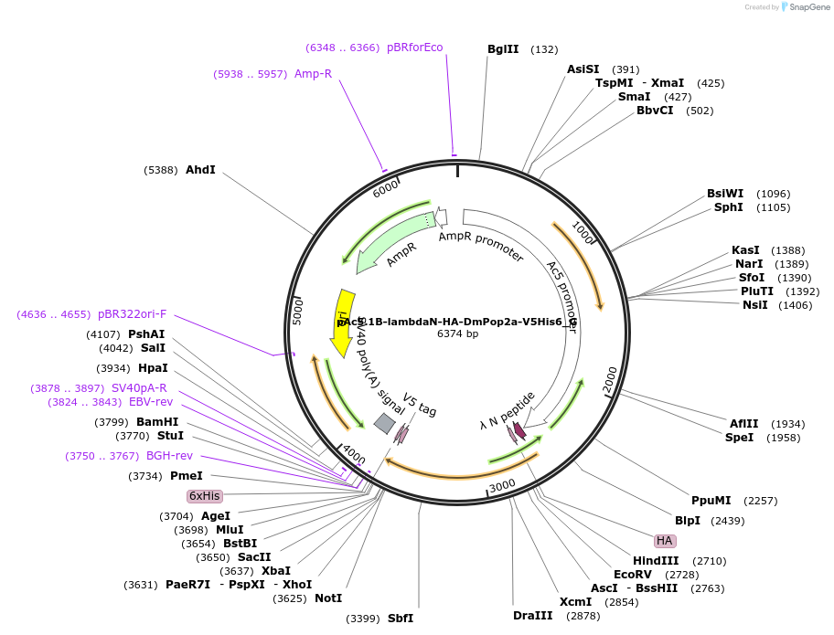 146397-plasmid-map-sequence-id-288842