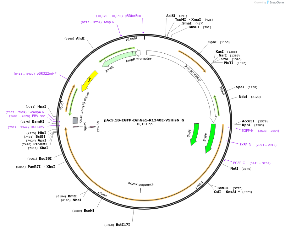 146418-plasmid-map-sequence-id-288863