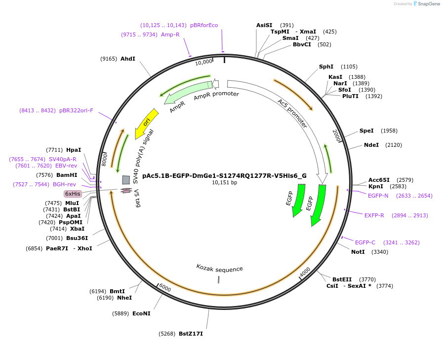 146419-plasmid-map-sequence-id-288864