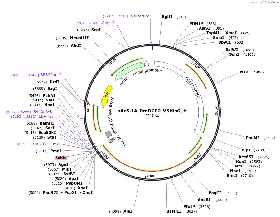 146436-plasmid-map-sequence-id-288881