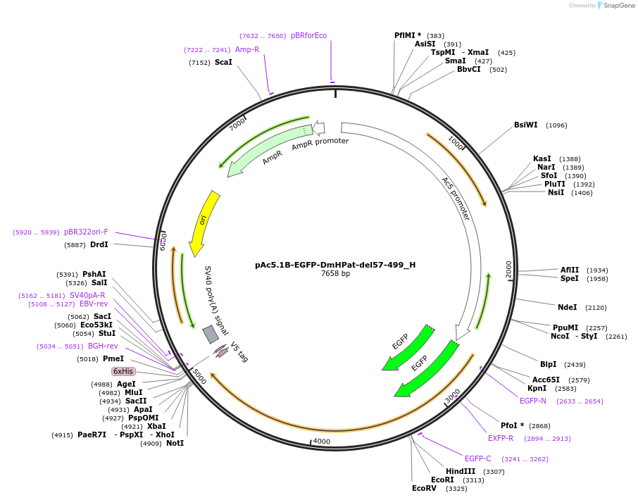 146460-plasmid-map-sequence-id-288905