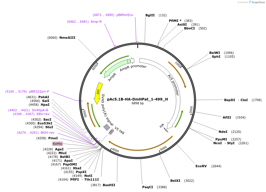 146461-plasmid-map-sequence-id-288906