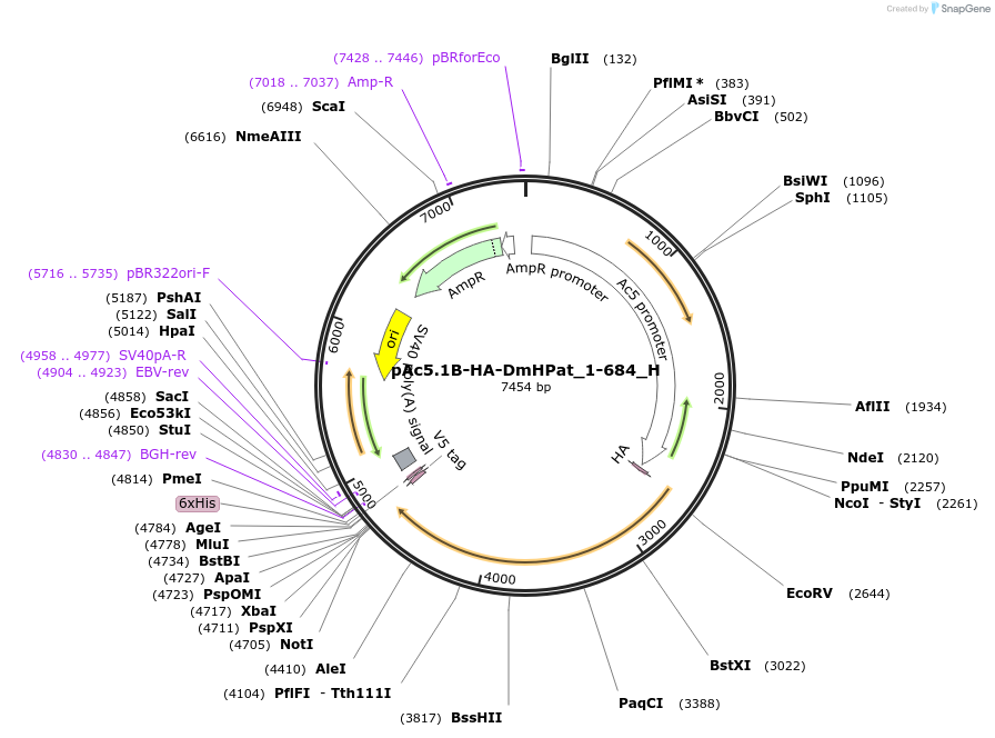 146462-plasmid-map-sequence-id-288907