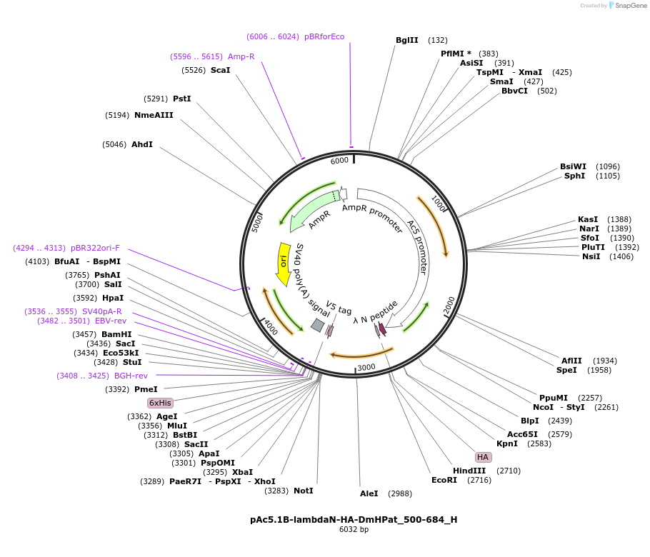 146470-plasmid-map-sequence-id-288915
