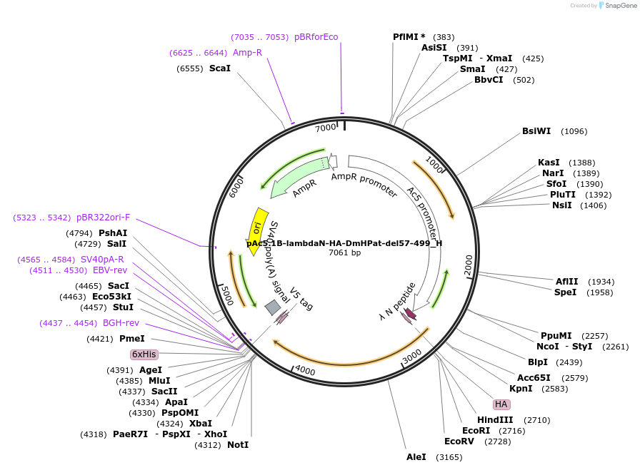 146472-plasmid-map-sequence-id-288917