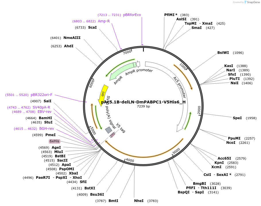 146477-plasmid-map-sequence-id-288922