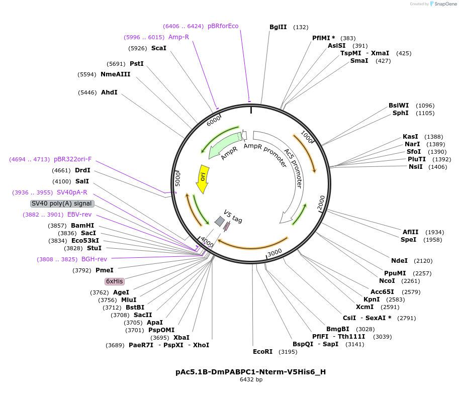 146478-plasmid-map-sequence-id-288923