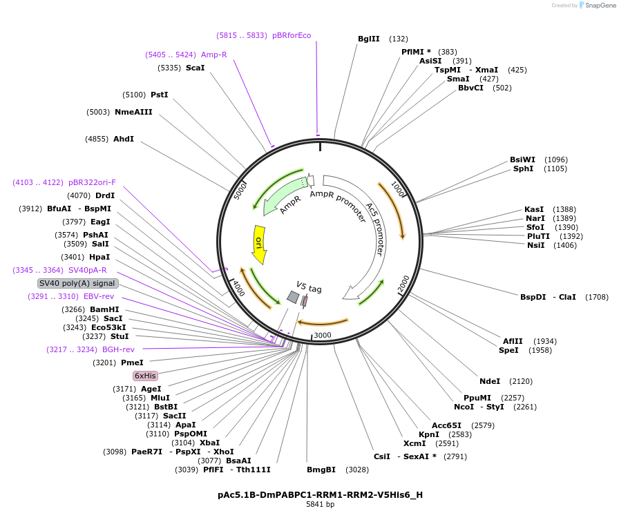146479-plasmid-map-sequence-id-288924
