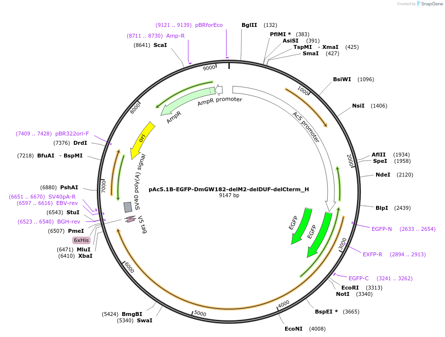 146480-plasmid-map-sequence-id-288925